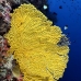 fan_sea_bc_v_0159_pal2232.jpg
